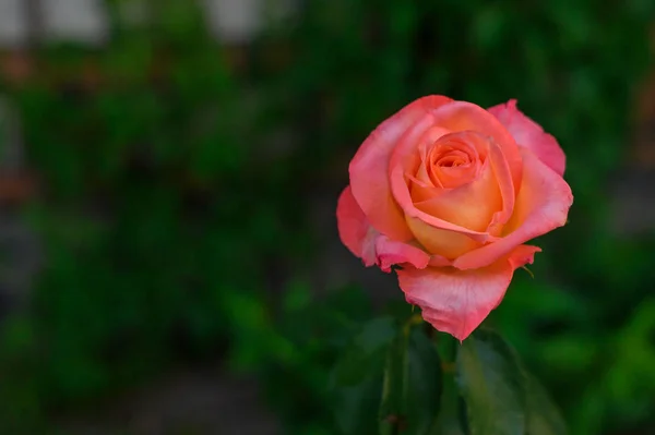 マクロ写真自然植物の花のバラ。背景テクスチャ開花花ピンクサンゴのバラ. — ストック写真