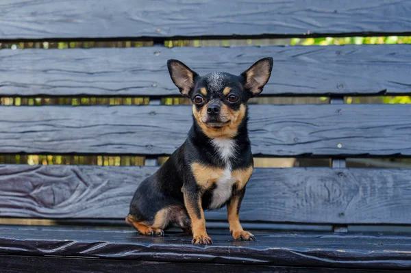 Chihuahua sitzt auf der Bank. Hübscher brauner Chihuahua-Hund steht vor der Kamera. — Stockfoto