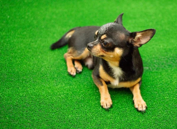 Chihuahua perro en la hierba verde en Parque — Foto de Stock