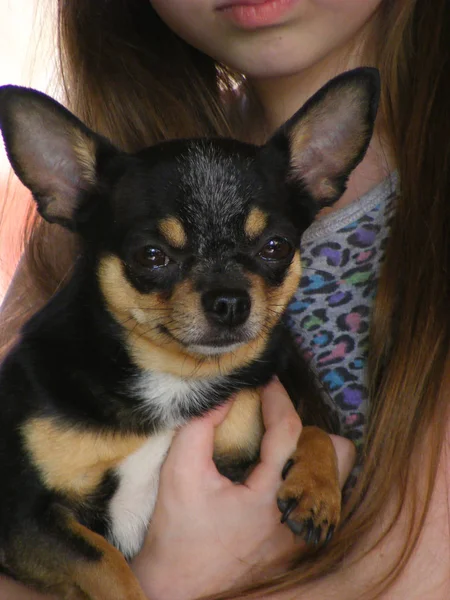 Belle petite fille aux cheveux longs avec un chien Chihuahua — Photo