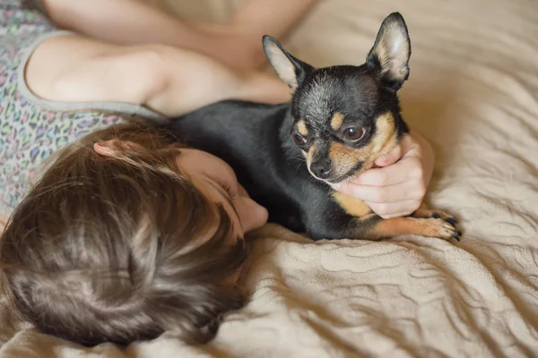 Hermosa niña de pelo largo con un perro Chihuahua — Foto de Stock
