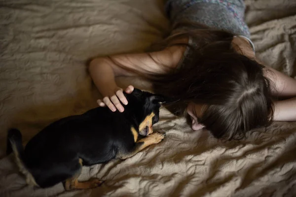 Belle petite fille aux cheveux longs avec un chien Chihuahua — Photo
