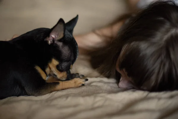 Красивая длинноволосая маленькая девочка с собакой Чихуахуа — стоковое фото