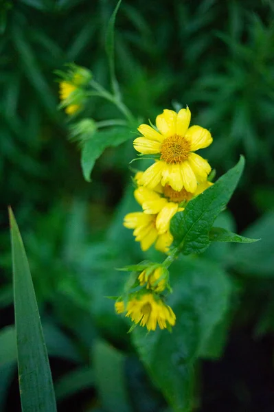 Yeşil çayırda papatya çiçeği. Yaz çiçekleri — Stok fotoğraf