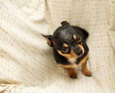 Güzel kahverengi chihuahua köpeği. Chihuahua siyah-kahverengi-beyaz renk.