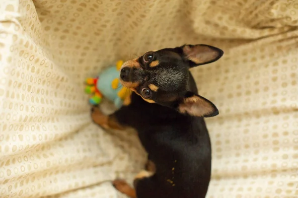Całkiem brązowy pies Chihuahua. Czarno-brązowy-biały kolor Chihuahua. — Zdjęcie stockowe
