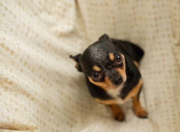 Pretty brown chihuahua dog. Black-brown-white color of chihuahua. — Stock Photo, Image