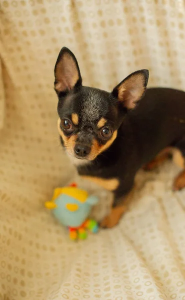 Całkiem brązowy pies Chihuahua. Czarno-brązowy-biały kolor Chihuahua. — Zdjęcie stockowe