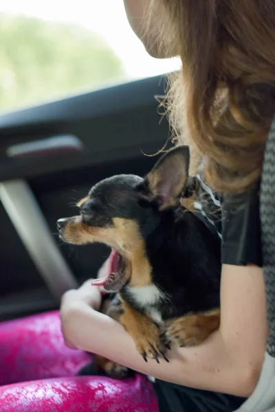 Cane da compagnia seduto in macchina. Cane chihuahua in macchina nelle mani di una bambina . — Foto Stock