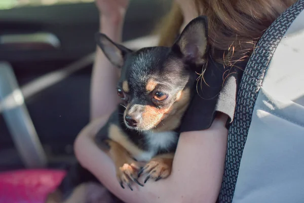 Cane da compagnia seduto in macchina. Cane chihuahua in macchina nelle mani di una bambina . — Foto Stock