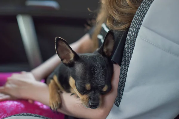 companion dog sitting in the car. Chihuahua dog in the car in the hands of a little girl.