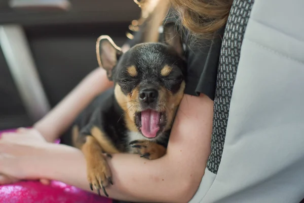 Cane da compagnia seduto in macchina. Cane chihuahua in macchina nelle mani di una bambina . — Foto Stock