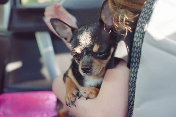 companion dog sitting in the car. Chihuahua dog in the car in the hands of a little girl.