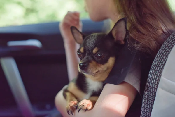 Perro de compañía sentado en el coche. Chihuahua perro en el coche en las manos de una niña . — Foto de Stock