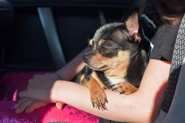 companion dog sitting in the car. Chihuahua dog in the car in the hands of a little girl.