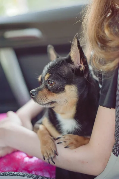 Chien de compagnie assis dans la voiture. Chihuahua chien dans la voiture dans les mains d'une petite fille . — Photo