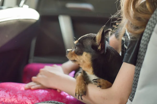 Följeslagare hund sitter i bilen. Chihuahua hund i bilen i händerna på en liten flicka. — Stockfoto