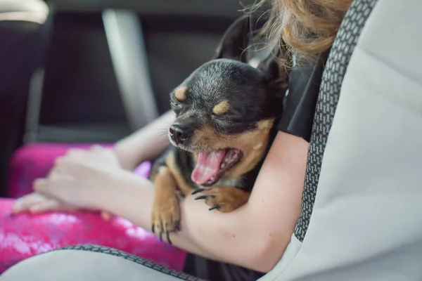 companion dog sitting in the car. Chihuahua dog in the car in the hands of a little girl.