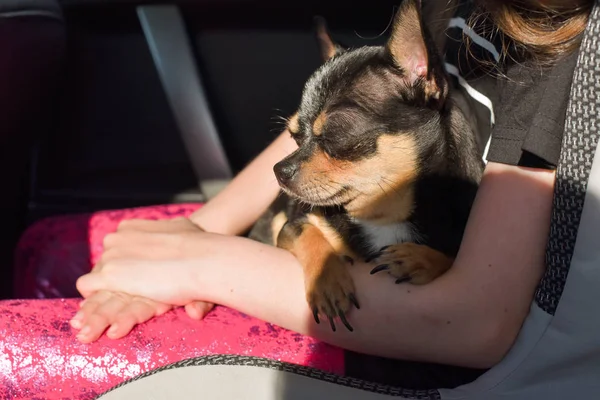 companion dog sitting in the car. Chihuahua dog in the car in the hands of a little girl.