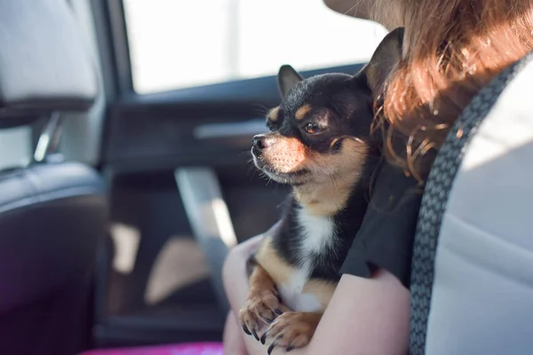 companion dog sitting in the car. Chihuahua dog in the car in the hands of a little girl.