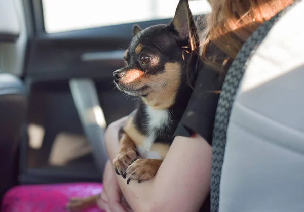 companion dog sitting in the car. Chihuahua dog in the car in the hands of a little girl.