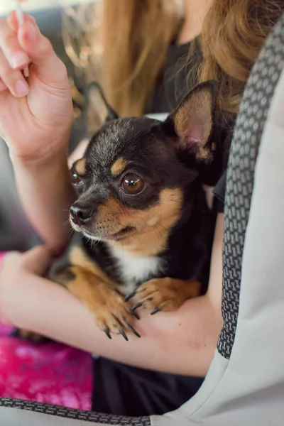 companion dog sitting in the car. Chihuahua dog in the car in the hands of a little girl.