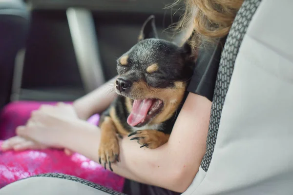 Cane da compagnia seduto in macchina. Cane chihuahua in macchina nelle mani di una bambina . — Foto Stock