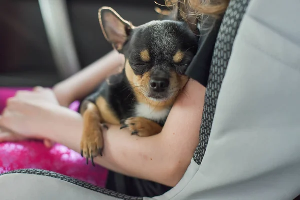 Cane da compagnia seduto in macchina. Cane chihuahua in macchina nelle mani di una bambina . — Foto Stock