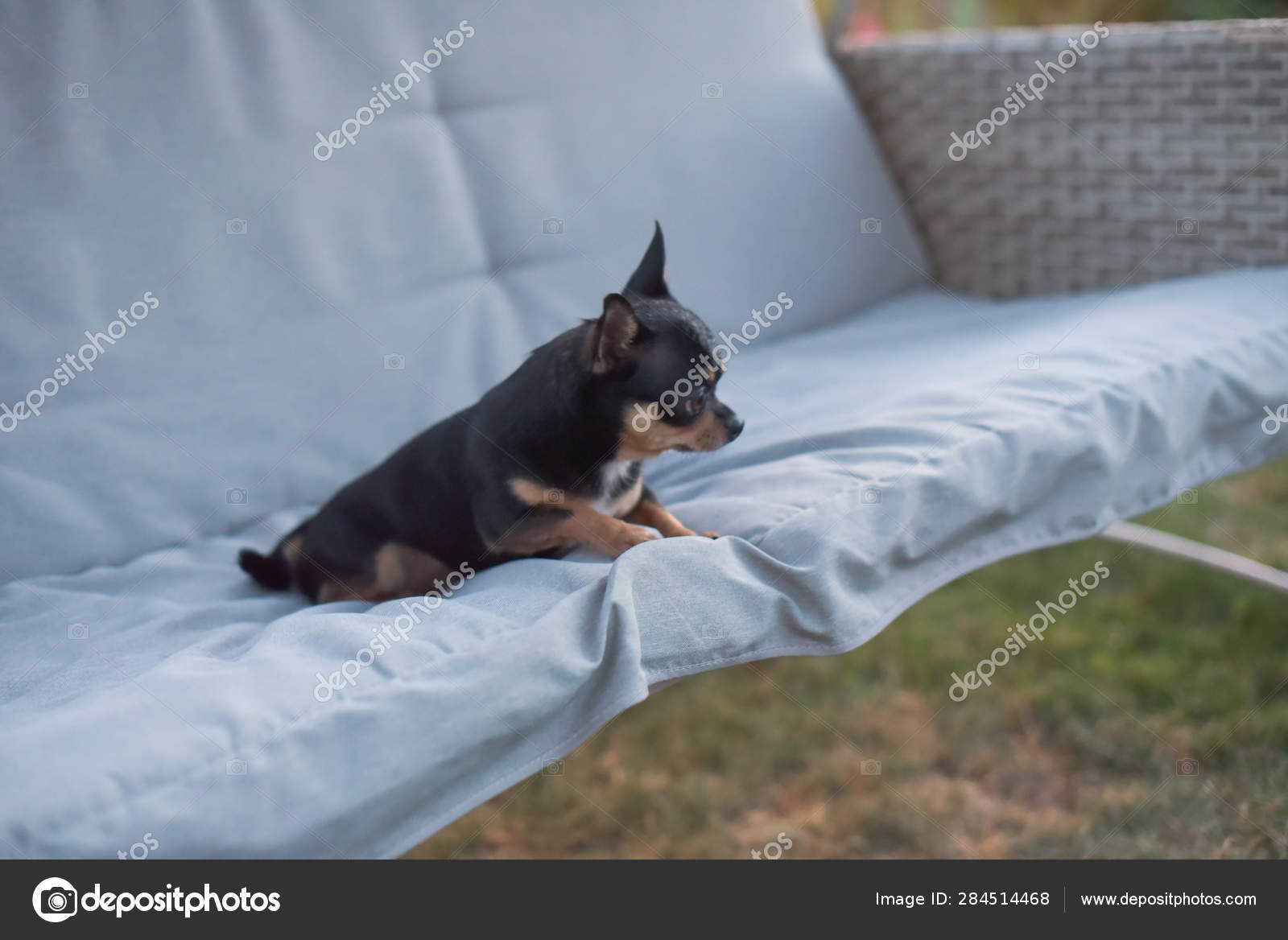 Chihuahua Dog Chihuahua Sits On A Swing Tricolor Dog Black And