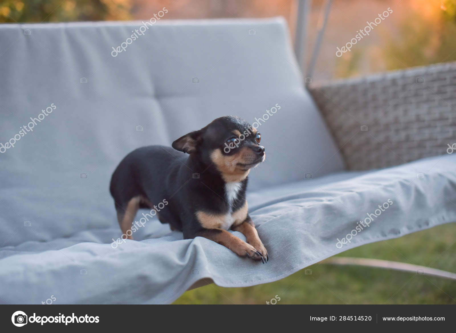 Chihuahua Dog Chihuahua Sits On A Swing Tricolor Dog Black And