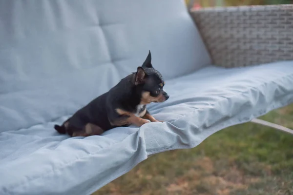 Chihuahua dog Chihuahua sits on a swing. Tricolor dog black-and-white-brown.