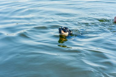 Chihuahua köpek ırkı. nehirde sevimli safkan köpek chihuahua portresi