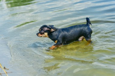 Chihuahua köpek ırkı. nehirde sevimli safkan köpek chihuahua portresi
