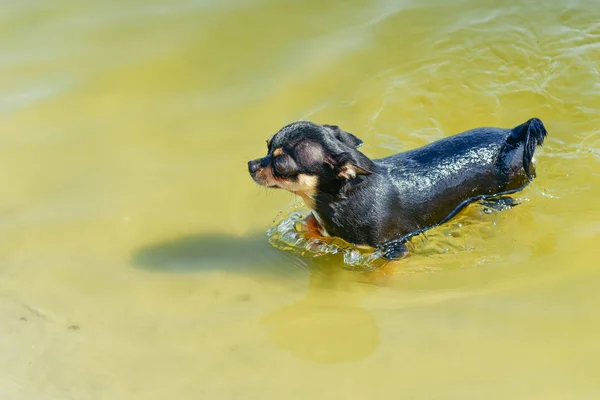 Pies rasy Chihuahua. portret cute czystorasowego szczeniaka Chihuahua w rzece — Zdjęcie stockowe