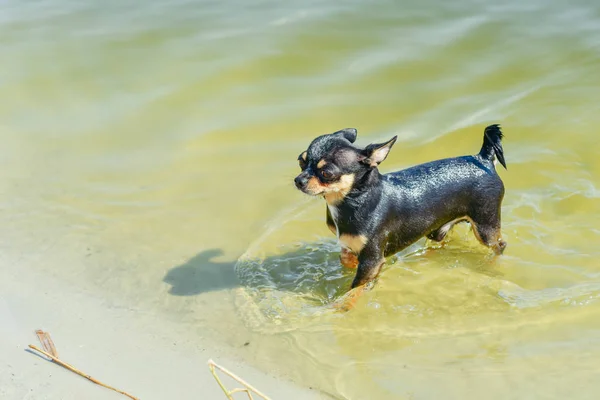 Chihuahua dog breed. portrait of a cute purebred puppy chihuahua in the river — Stock Photo, Image