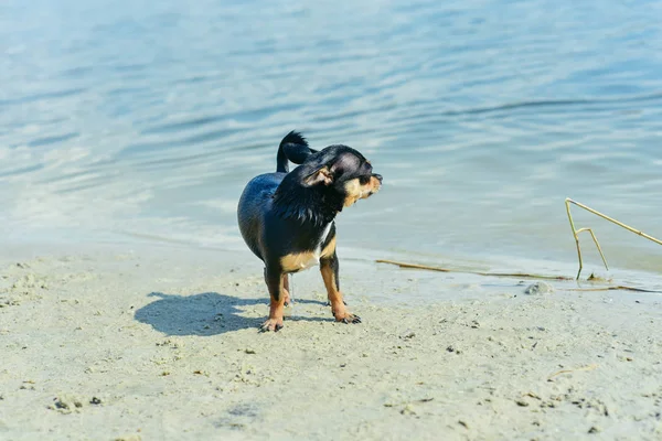 Порода чихуахуа. портрет милого чистокровного щенка чихуахуа в реке — стоковое фото