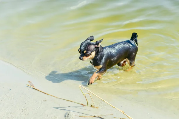 Chihuahua dog breed. portrait of a cute purebred puppy chihuahua in the river