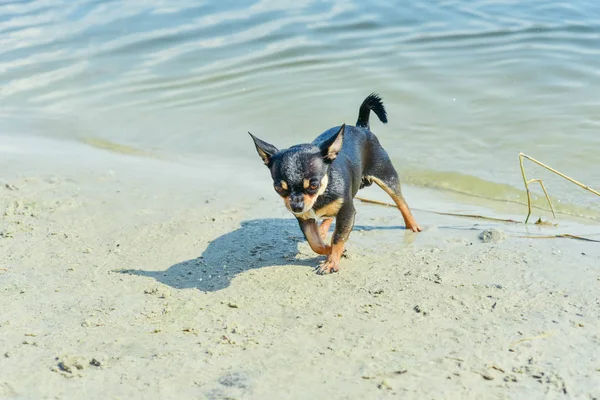 La raza de perro Chihuahua. retrato de un lindo cachorro de raza pura chihuahua en el río — Foto de Stock