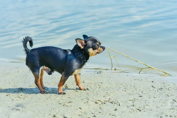 La raza de perro Chihuahua. retrato de un lindo cachorro de raza pura chihuahua en el río — Foto de Stock
