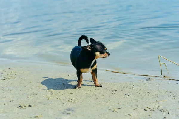 Chihuahua hund rasen. Porträtt av en söt renrasiga valp Chihuahua i floden — Stockfoto