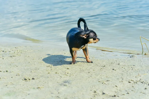 La raza de perro Chihuahua. retrato de un lindo cachorro de raza pura chihuahua en el río — Foto de Stock