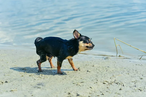 La raza de perro Chihuahua. retrato de un lindo cachorro de raza pura chihuahua en el río — Foto de Stock