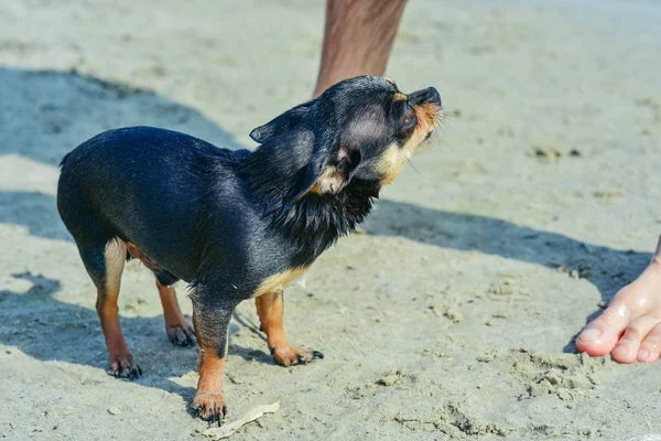 La raza de perro Chihuahua. retrato de un lindo cachorro de raza pura chihuahua en el río — Foto de Stock