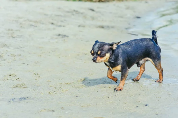 La raza de perro Chihuahua. retrato de un lindo cachorro de raza pura chihuahua en el río — Foto de Stock