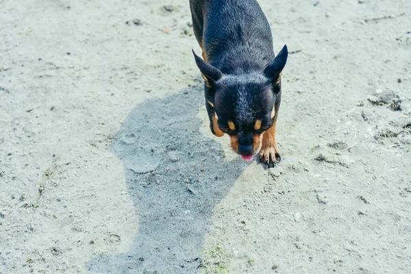 奇瓦瓦犬品种。一个可爱的纯种小狗奇瓦瓦在河里的肖像 — 图库照片