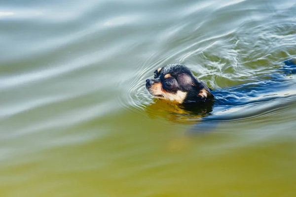 Chihuahua dog breed. portrait of a cute purebred puppy chihuahua in the river