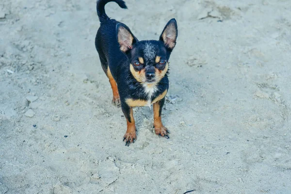 Chihuahua-Hunderasse. Porträt eines niedlichen reinrassigen Welpen Chihuahua im Fluss — Stockfoto