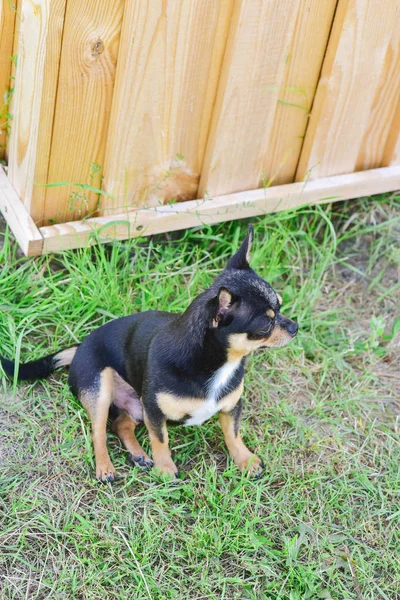 Ritratto di un Chihuahua sullo sfondo del verde estivo — Foto Stock