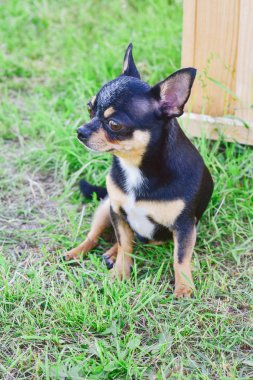 yaz yeşillik arka planda bir Chihuahua portresi