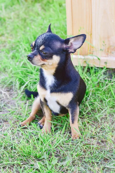 Portret Chihuahua na tle letniej zieleni — Zdjęcie stockowe